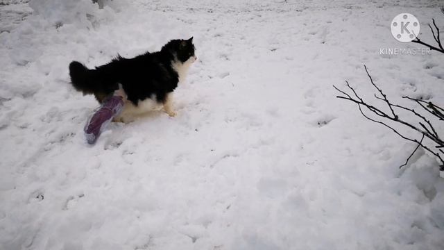 Поведение кота со сломанной лапой