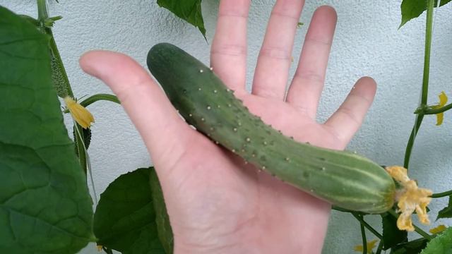 43 и 44 огурцы. Урожай на балконе