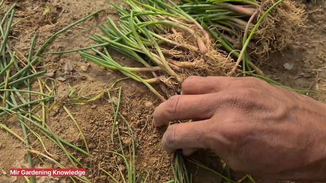 Pyaz Ki Paneri Kaise Lagaye | Onions Nursery Planting Technique| How To Get Big Onions||Urdu/ Hindi