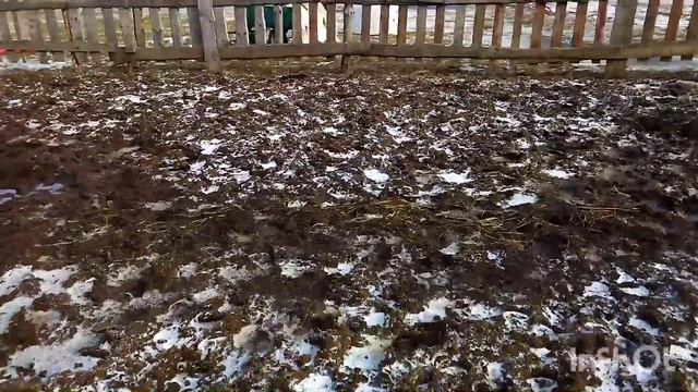 ЛОШАДИ/КУПИЛИ ВОРОНУЮ КОБЫЛКУ ПОЛКОВНИКУ