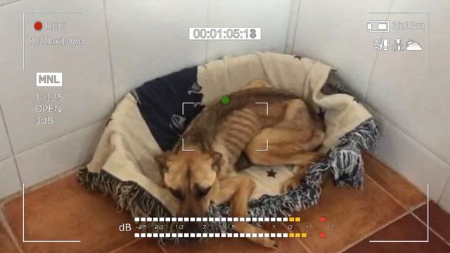 HE Just TOUCHED The Dog And She Fell To The Floor EXHAUSTED