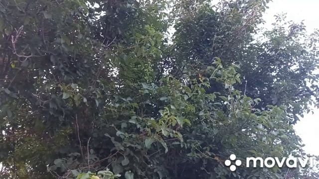 В гостях у сватов в Крыму, персиковый сад,вечерняя прогулка по горам.