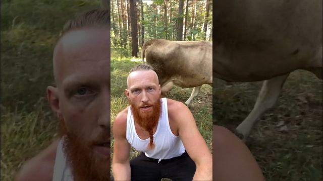 Анекдот про корову #анекдотдня