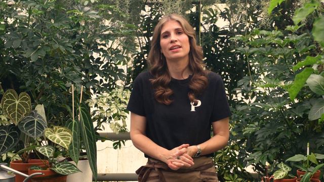 Anthurium Houseplant Care: Lighting, Watering & More | PLNTSdoctor S02E10