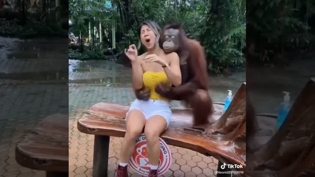 Подкат к девушке. Приколы с гориллой.