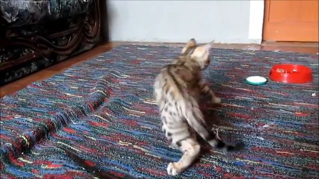 0cf44199a93a4435212f8d2ec7483f16