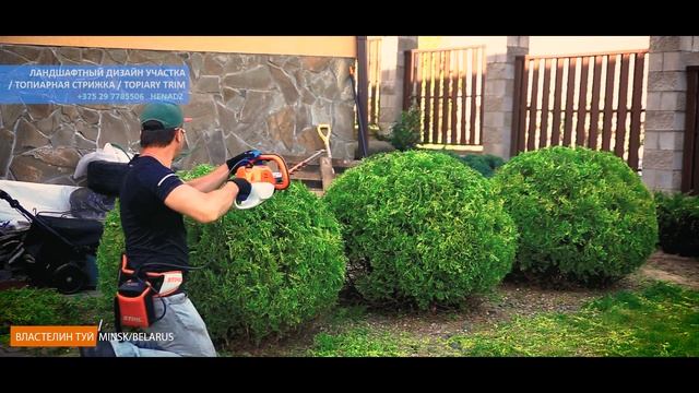 СТРИГУ ТУИ | ШАР ИЗ ТУИ | НИВАКИ | NIVAKI | Стрижка туи Минск | @VLASTELIN_MINSK
