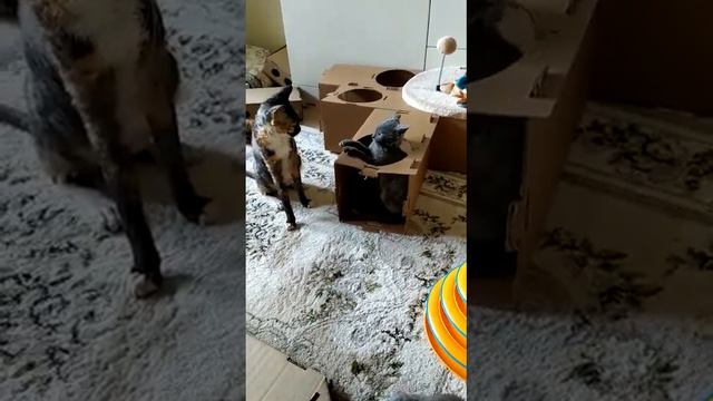 Как ты меня достала!