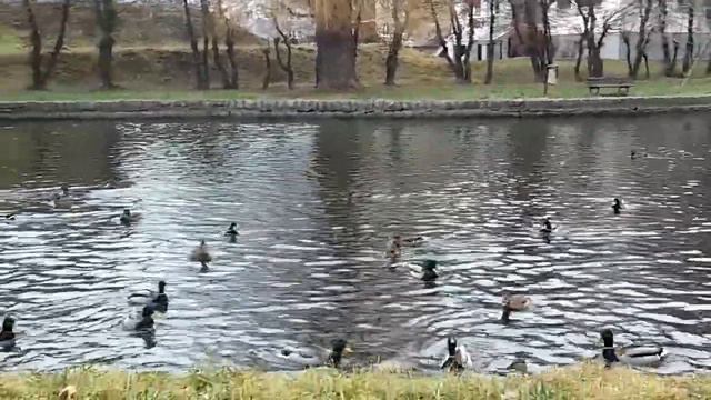 Загадочные существа