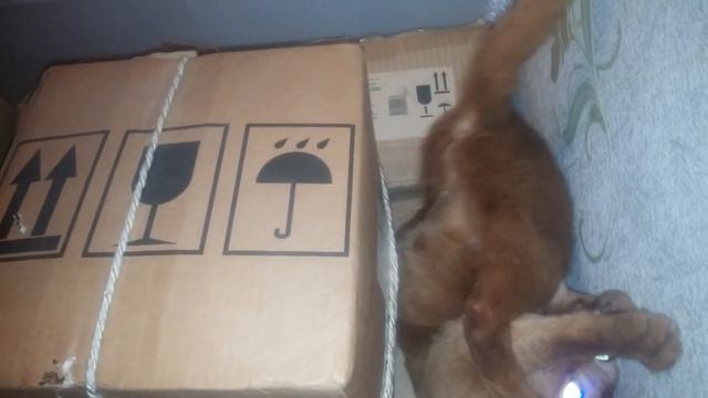 В кота вселился дьявол / The Devil In The Cat