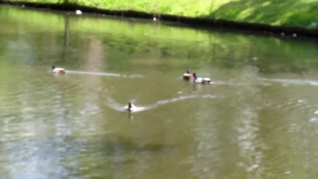 Canon Powershot Sx210is - Videotest HD With Zoom