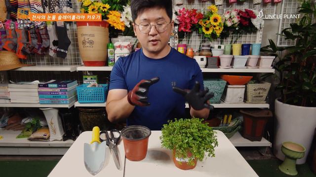 천사의 눈물 키우기 🌴 천사의 눈물 번식 🌿 Soleirolia Soleirolii Care Propagation