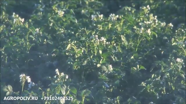 AGROPOLIV.RU   спринклерный полив оросительные системы