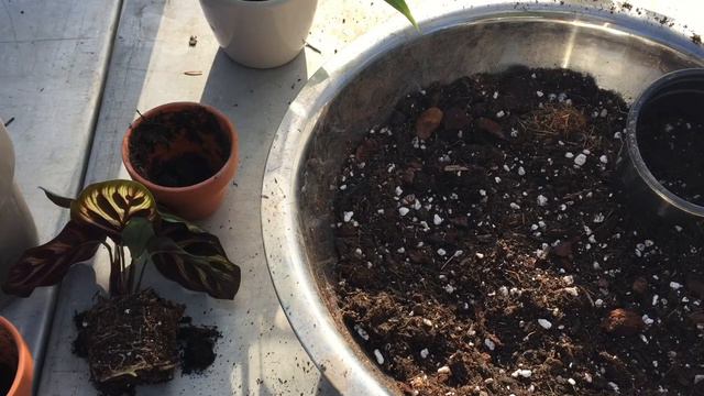 Repotting Baby Houseplants