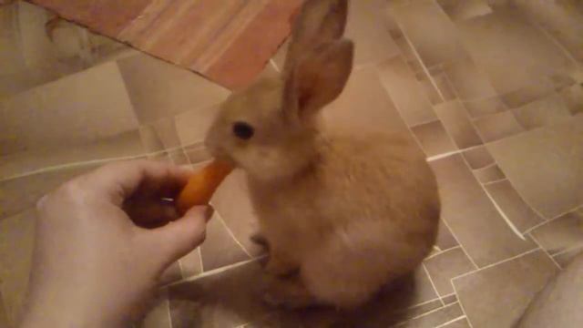 Кролик жуёт морковку