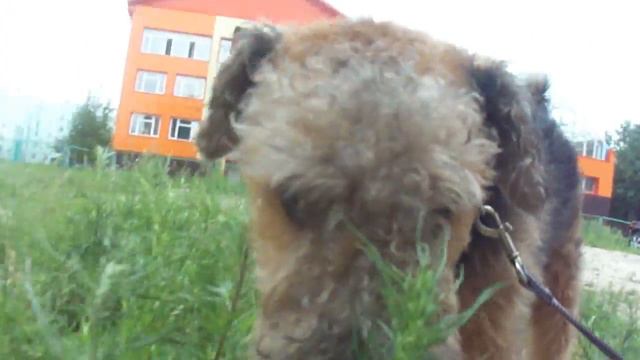 TAG#ЗНАКОМСТВО с Мэнни и Бади