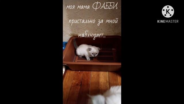 2020/Ура! Я сам пошел в туалет!/#Шотландскиекотята.