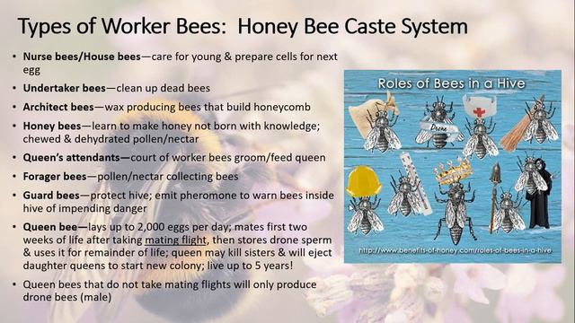 Common Bees Of Indiana