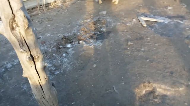 волчище-дружище