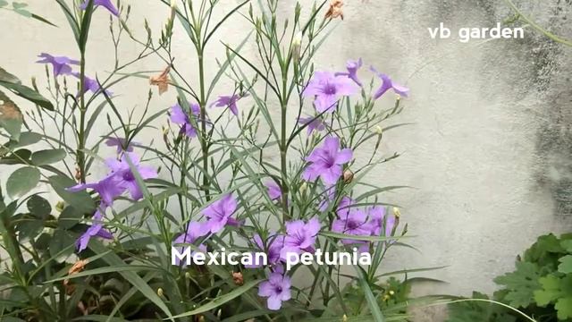 Mexican Petunia | Best summer Flowering Plant