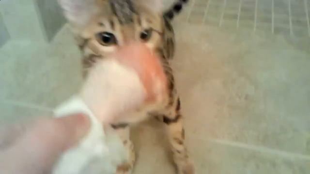 Бенгальский кот отбирает курицу