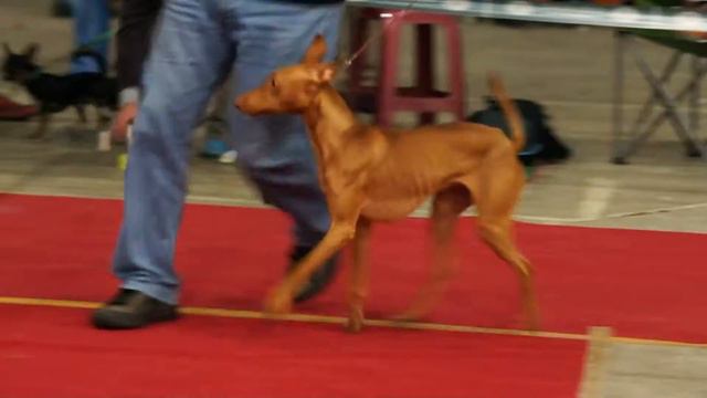 Выставка САС, клуб 