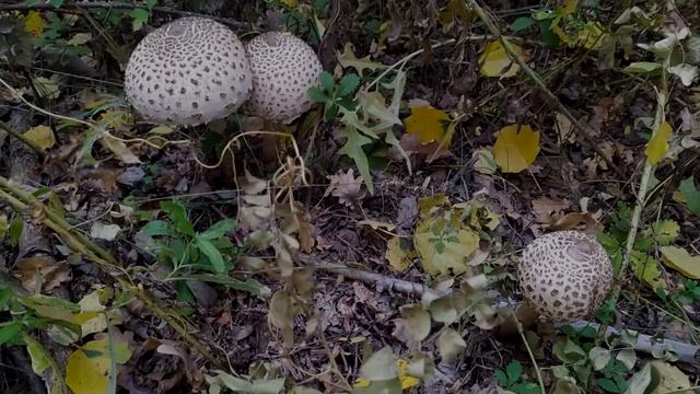 ГРИБЫ ВОЛГОГРАДСКОЙ ОБЛАСТИ.ЗОНТИКИ и БЕЛЫЕ