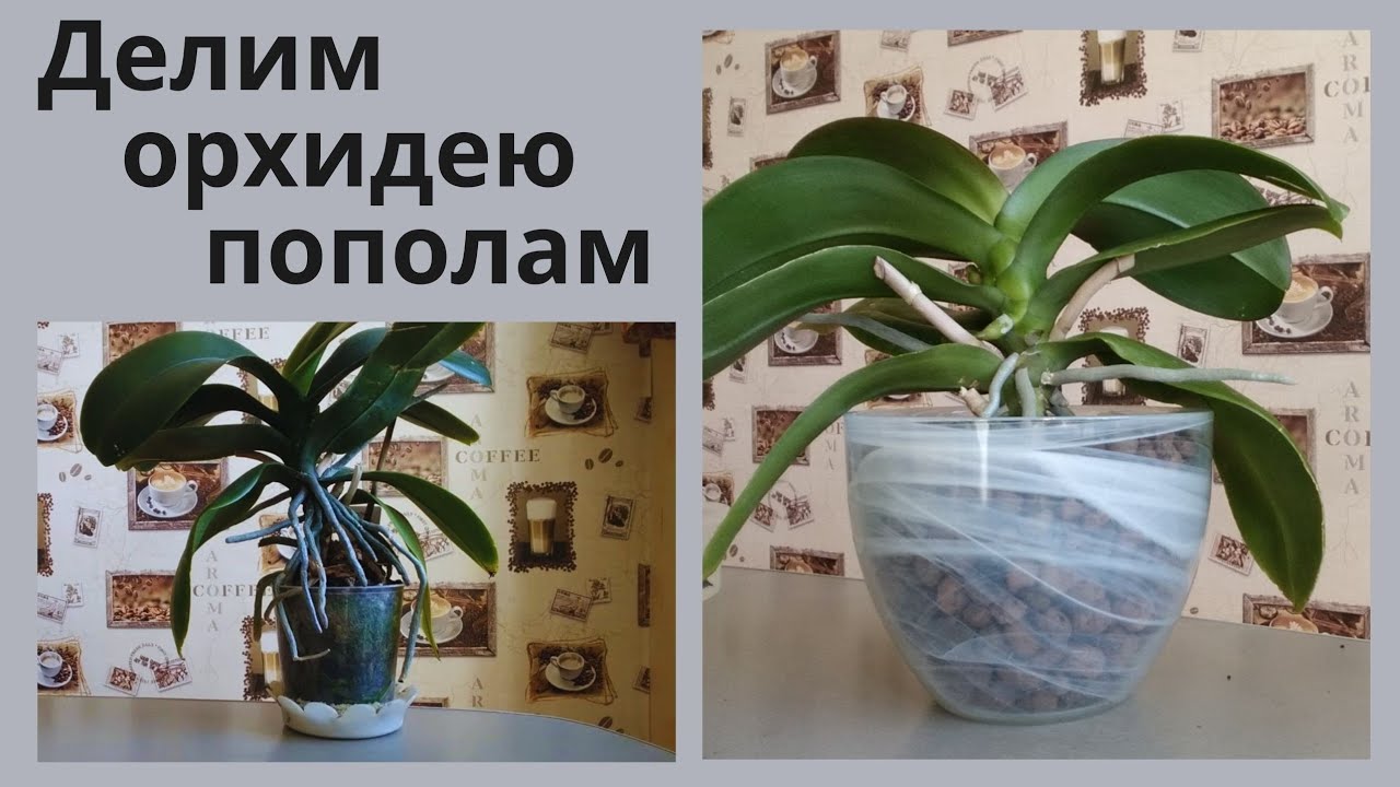 Как омолодить орхидею и разделить ее на 2 части.