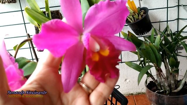 Orchid Blooms - November 2019    RESUMO Em Português