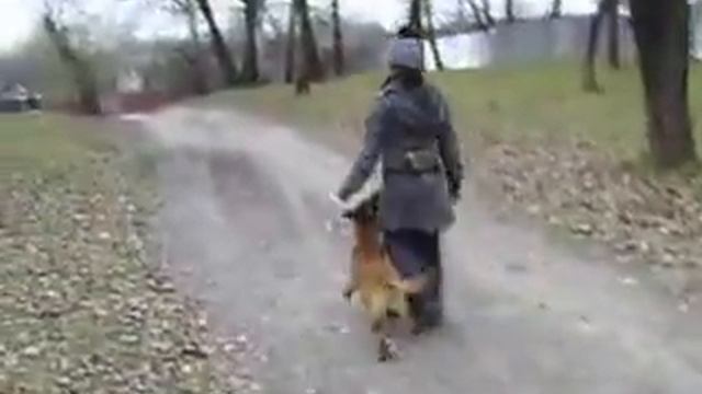 Торнадо, 6 месяцев. Тренировка по послушанию.