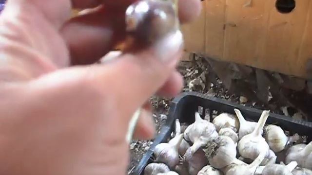 Семенной озимый чеснок.