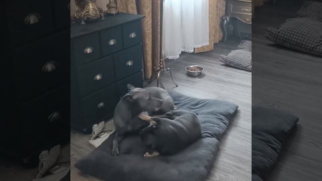 French Bulldogg Vs Thai Ridgeback Dog