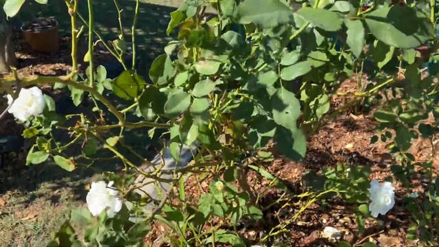 John Paul 2.        Rose Series