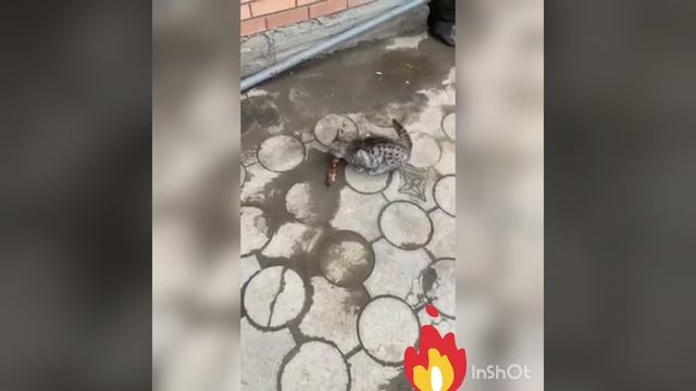 И ТАК САЙДЁТ ??