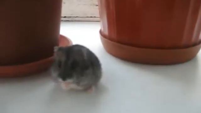 Мой бурундук