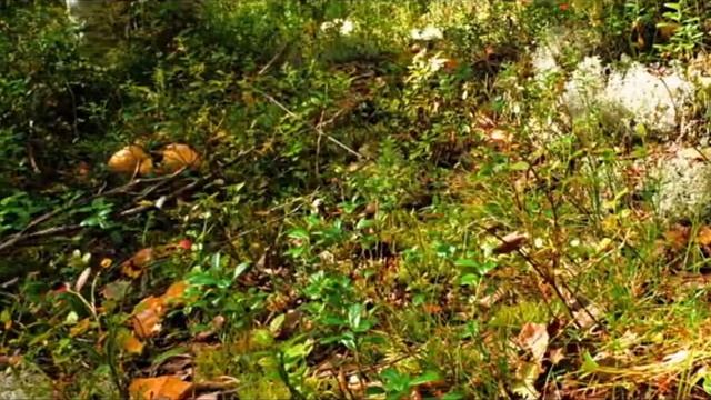 Звуки природы, пение птиц, Звуки Леса, для релаксации, сна,Relax