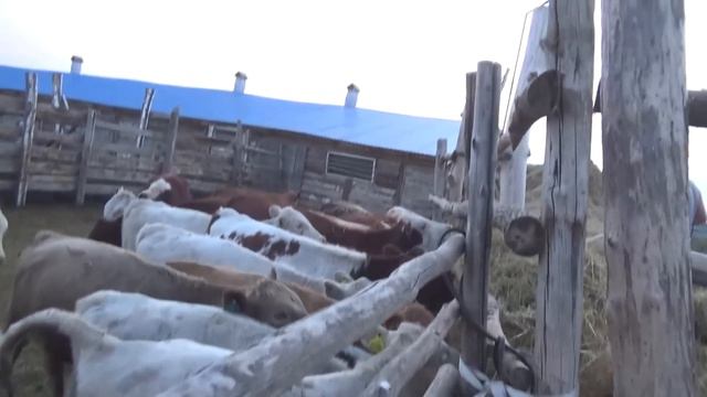 Когда режут корову меня рядом нет, купил 4 барабанов. Приехал Егор.