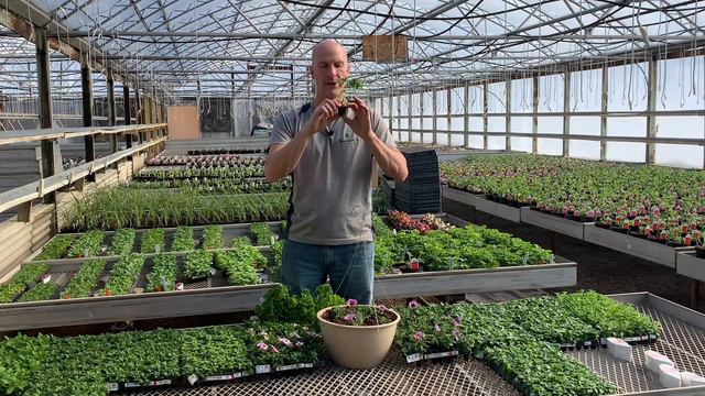 How Greenhouses Start Their Flowers - Go Behind The Scenes Of A Commercial Greenhouse