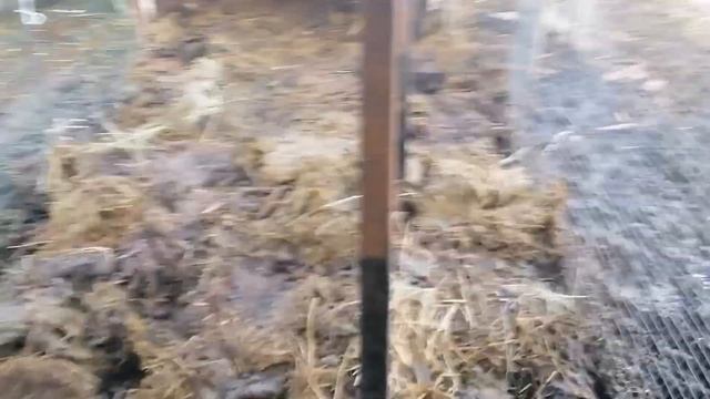 Безопасно объединяем Катумских баранов. Навес и подстилка как борьба с грязью