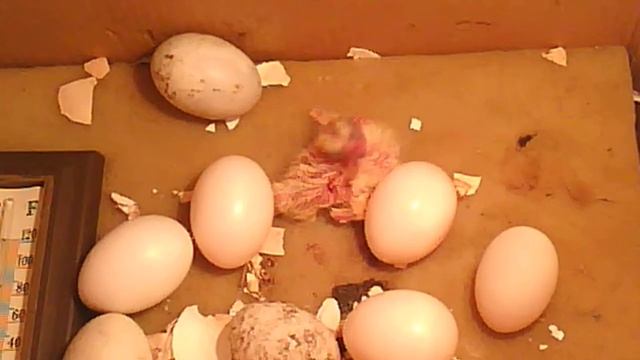 голубь,птенец детёныш