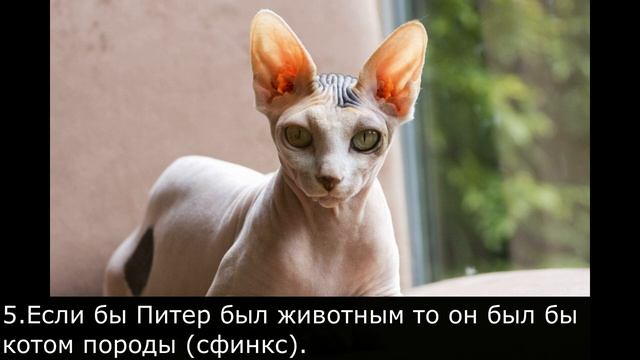 Your Boyfriend Game Факты о Питере № 6