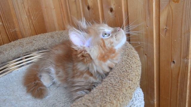 Котенок Мейн кун,кошечка Ронда. Маленькое, милое  чудо.  По ходу скрестили льва и зайца))