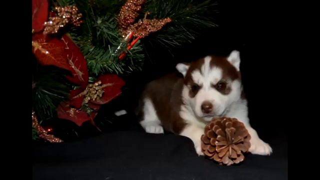 Щенки хаски 89228047204