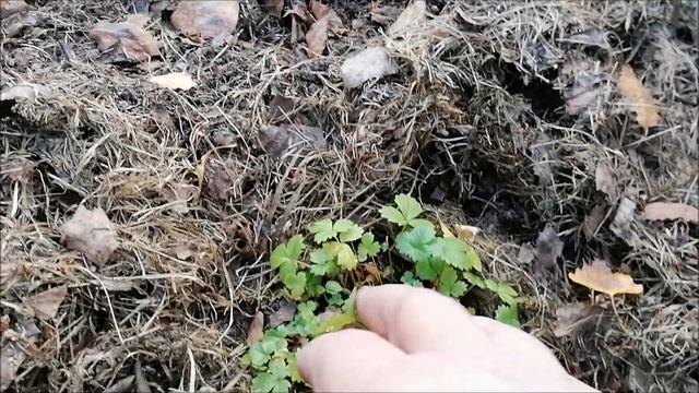 ПРОЩЕ НЕ БЫВАЕТ или КАК РАЗМНОЖИТЬ ЗЕМЛЯНИКУ