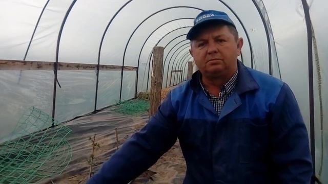 Кассетная рассада клубники, которую жалко выкидывать