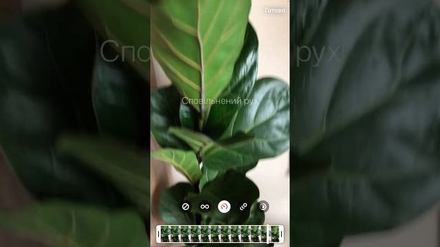 Як зробити бумеранг з Live фото в Інстаграм