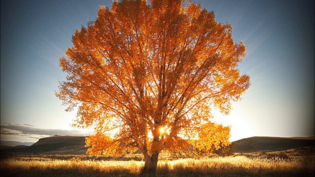 Blue Effect - Skybound