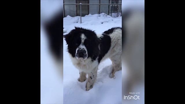 Ландсир нашего разведения.