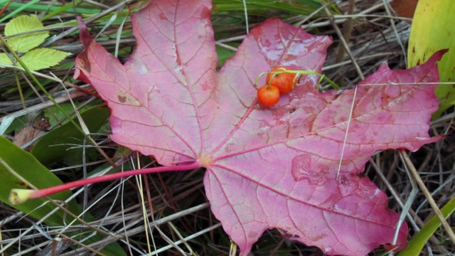 Осеннее настроение