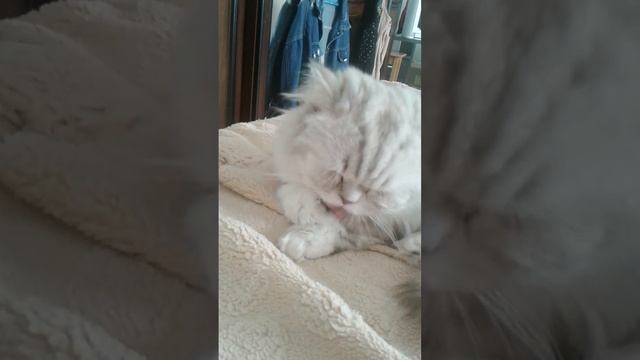 кот лижет свою лапу